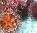 Почти 200 тонн морского ежа проверили на Сахалине перед отправкой за границу