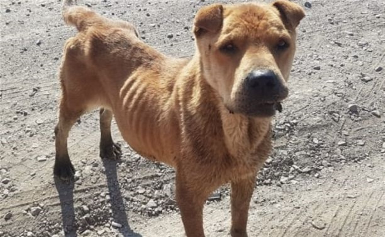 Умерла исхудавшая породистая собака, которую бросили в Охотском