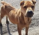 Умерла исхудавшая породистая собака, которую бросили в Охотском