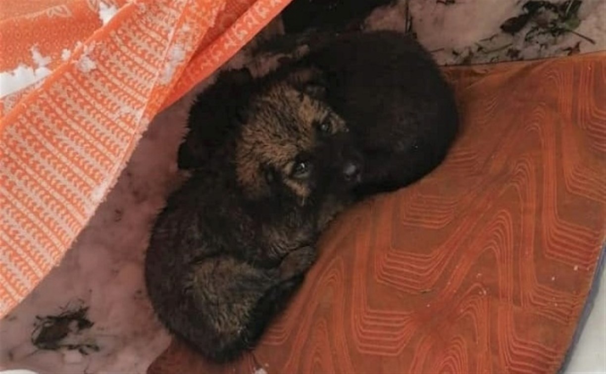 Школьники на Сахалине спасали брошенных щенков в домике из снега