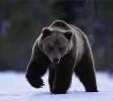 Медведи просыпаются на Сахалине 
