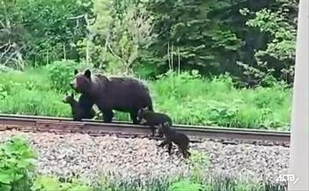 Медведица с тремя медвежатами гуляет у поворота на Фирсово