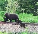 Медведица с тремя медвежатами гуляет у поворота на Фирсово