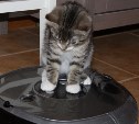 Похитительница соседского робота-пылесоса в Южно-Сахалинске заплатит штраф более 100 тысяч 