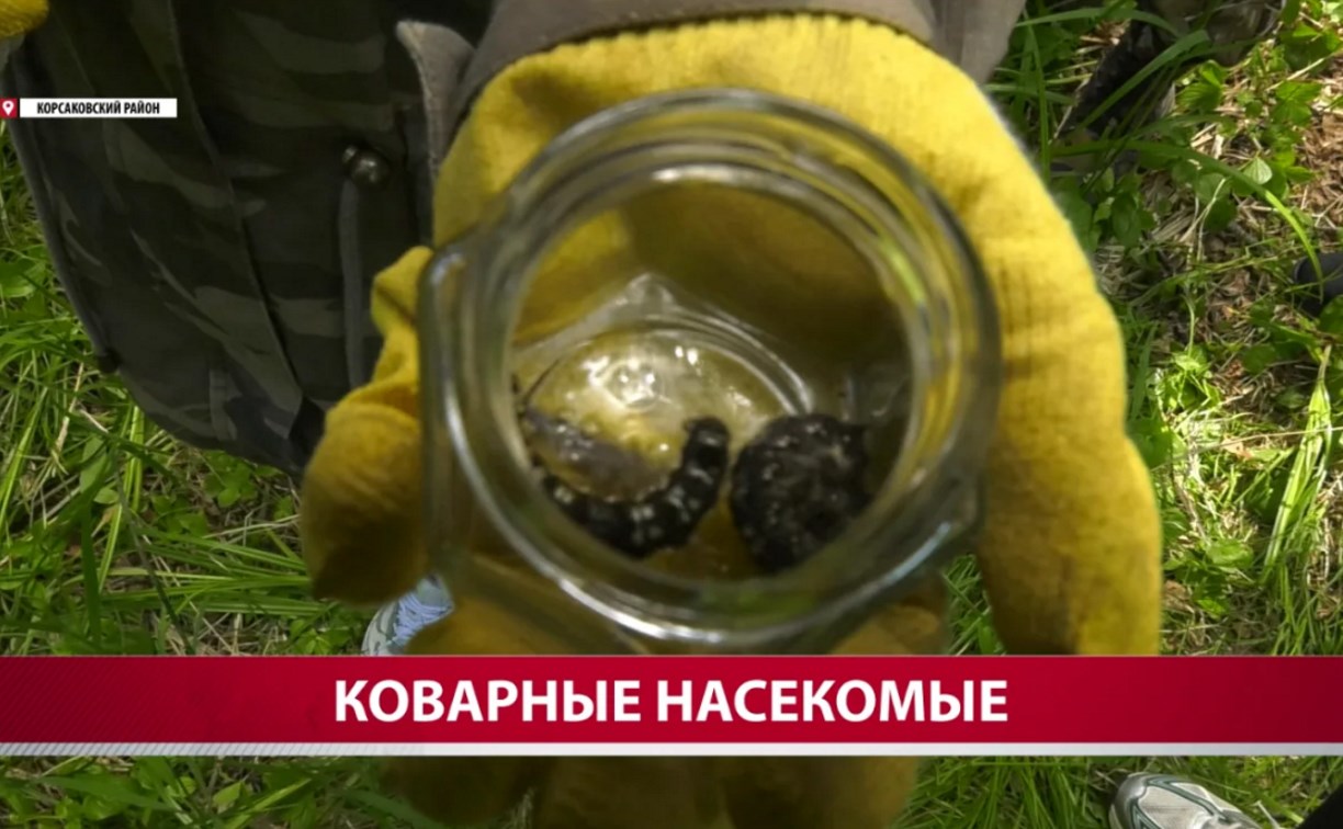 Одна бабочка сибирского шелкопряда может отложить до 600 яиц в корсаковских лесах
