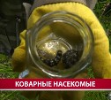 Одна бабочка сибирского шелкопряда может отложить до 600 яиц в корсаковских лесах