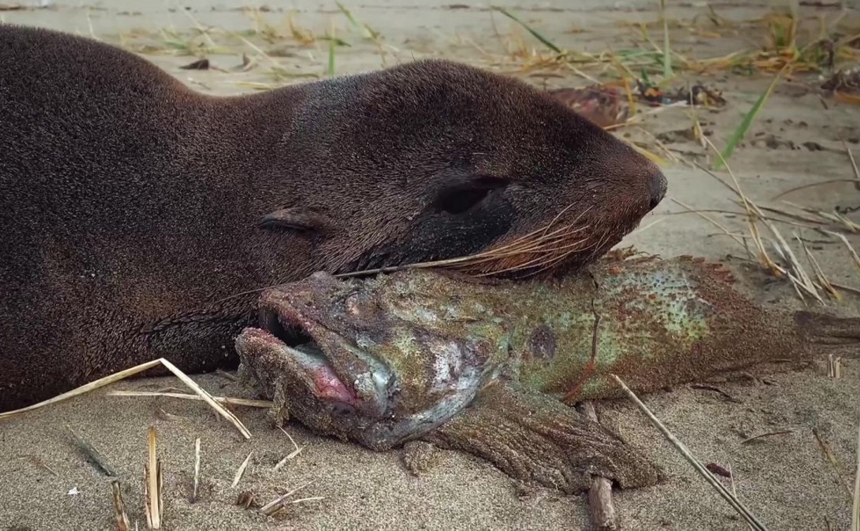 Вышедший на берег Сахалина морской котик побил рыбой мобильник блогера