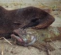 Вышедший на берег Сахалина морской котик побил рыбой мобильник блогера