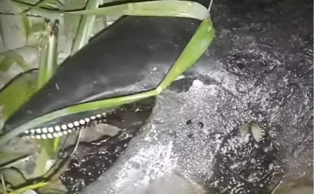 "Дельфин в нефтяных отходах": неизвестное белозубое существо выбросило на Сахалине 