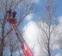 Ворона проволокой примотала гнездо к дереву на территории сахалинского детсада