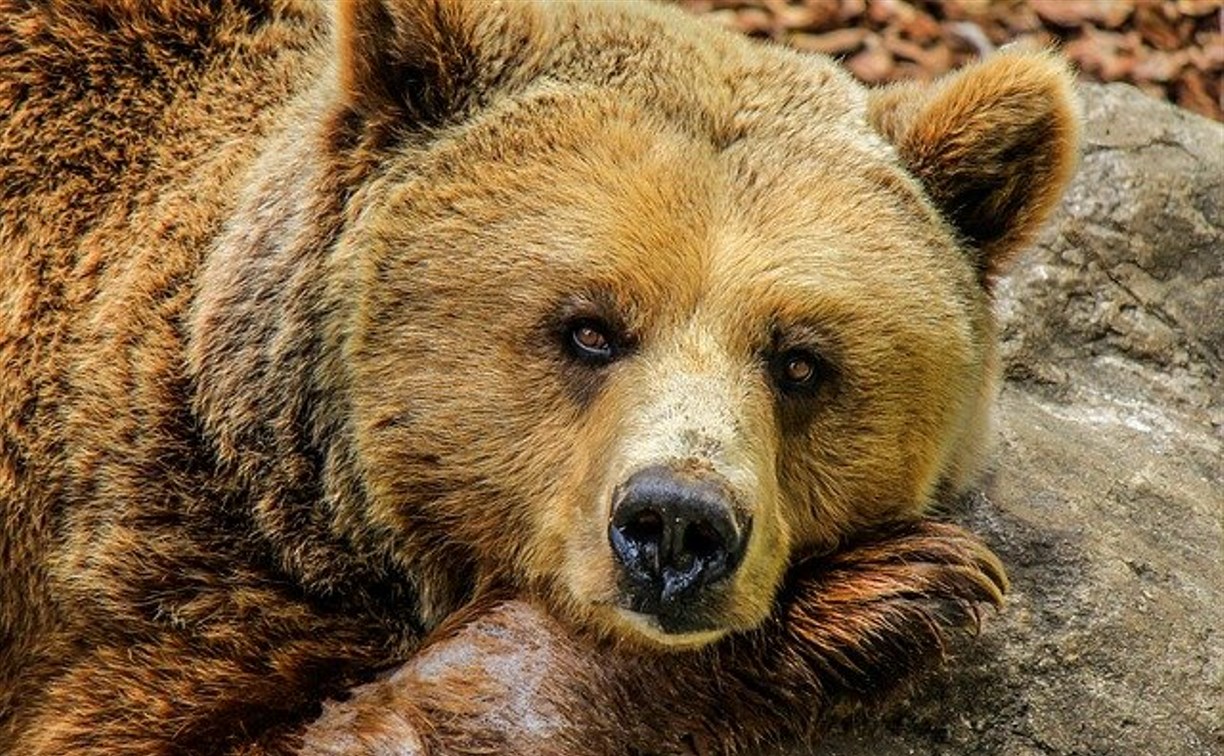 Сахалинцам расскажут, как не погибнуть, фотографируя медведя