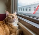 РЖД обновила правила перевозки животных в поезде