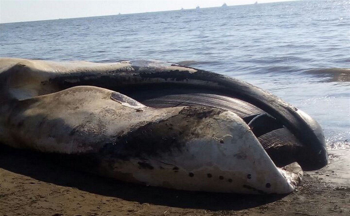 Жители Шахтерска жалуются на вонь от туши мертвого кита