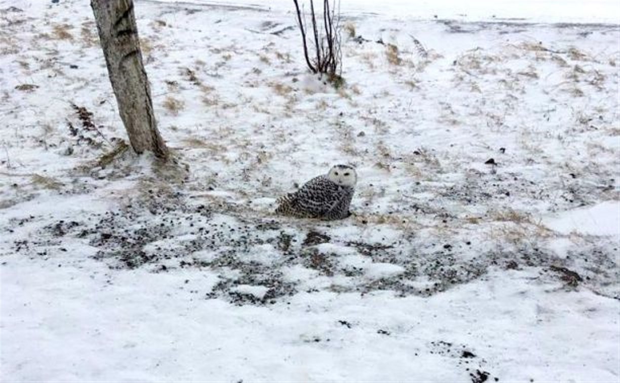 Белая сова прилетела на Сахалин и пытается прокормиться голубями 