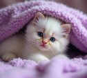 Часть Южно-Сахалинска в четверг на 6 часов останется без отопления