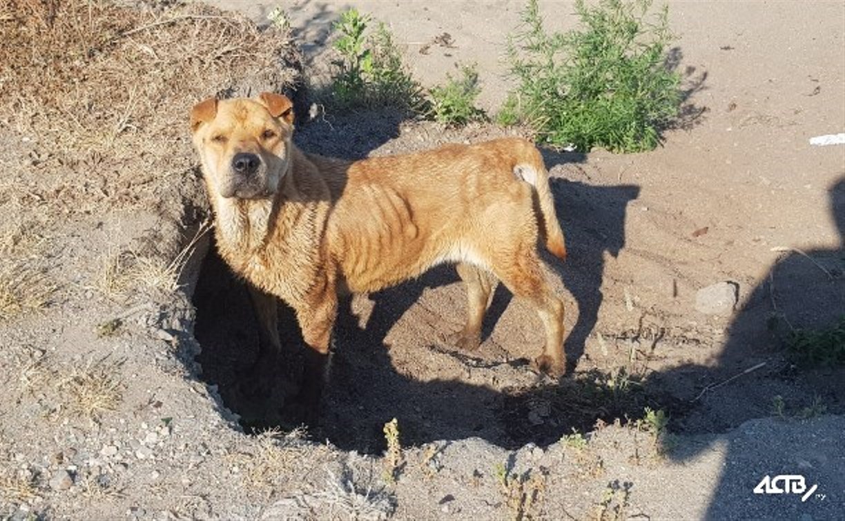 Исхудавшего породистого пса, которого бросили в Охотском, забрали в сахалинский приют 