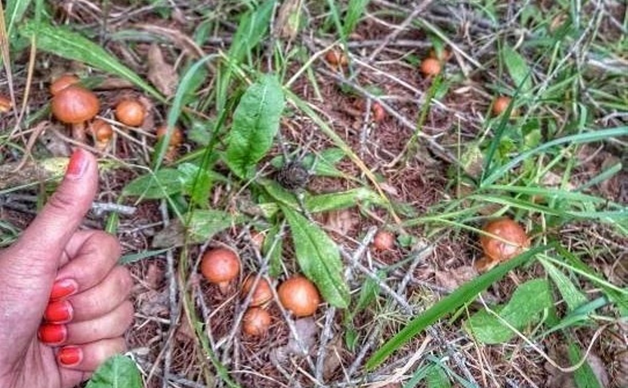 Сахалинцы хвастаются первым богатым урожаем лесных грибов