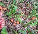 Сахалинцы хвастаются первым богатым урожаем лесных грибов