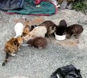 Очевидец: "В Новоалександровске выкинули около 20 домашних котов"