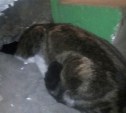 В Южно-Сахалинске сотрудники МЧС спасли кота, застрявшего в дыре под лестницей