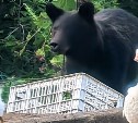 Медведь пришёл к дачникам в Пригородном