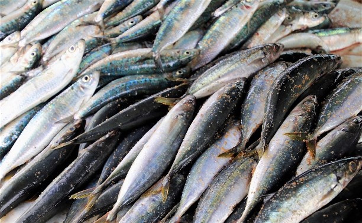 Рыбопромышленники на Сахалине закупают суда, готовясь к фантастическому подходу иваси