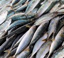 Рыбопромышленники на Сахалине закупают суда, готовясь к фантастическому подходу иваси