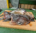 Рыбу из шестимильной зоны начали продавать в Холмске