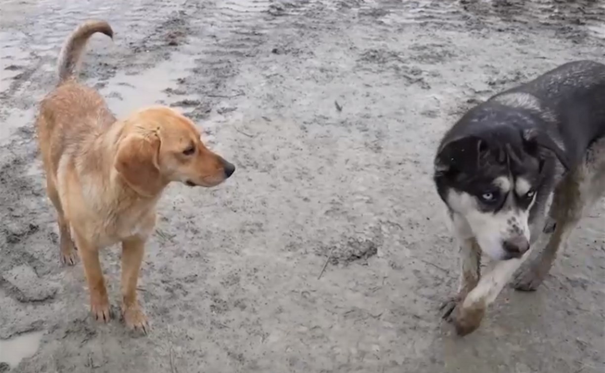 За неделю в Южно-Сахалинске отловили 66 собак без владельцев 