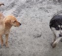 За неделю в Южно-Сахалинске отловили 66 собак без владельцев 