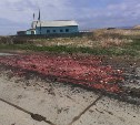 Кровавый след оставил грузовик на дороге в селе Томаринского района