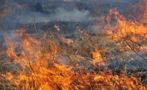 На Сахалине зарегистрированы первые лесные пожары