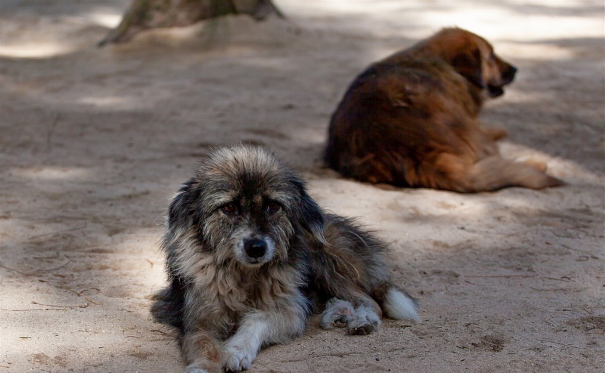 В Южно-Сахалинске за неделю поймали 46 бродячих собак