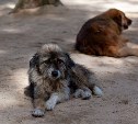 В Южно-Сахалинске за неделю поймали 46 бродячих собак