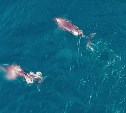 Выныривающих из моря китов-гигантов зафиксировал у берегов Курил дрон