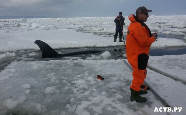 Четырех косаток зажало во льдах на восточном побережье Сахалина в районе Стародубского