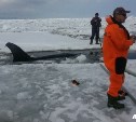 Четырех косаток зажало во льдах на восточном побережье Сахалина в районе Стародубского