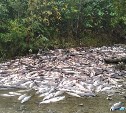 На берегу реки в Макаровском районе обнаружили огромные могильники выпотрошенной горбуши
