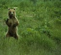 Бутылки с камнями или перцовка: сахалинцам рассказали, какие средства отпугнут медведя
