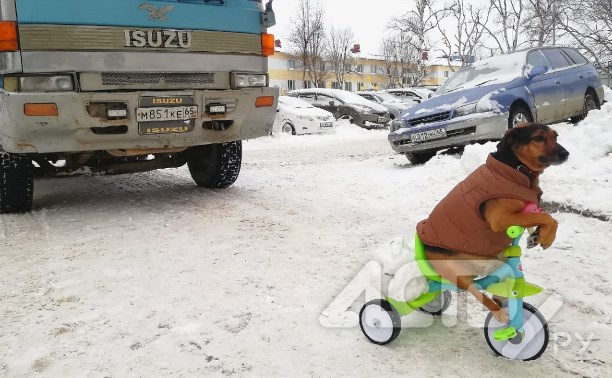 Собака на велосипеде героически спасла Южно-Сахалинск от снега