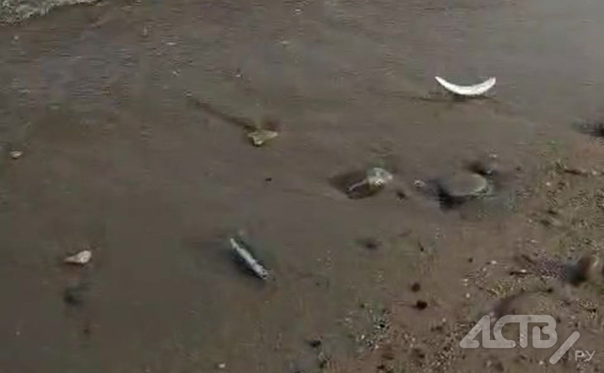 "Первый раз такое вижу": анчоусы выпрыгивали из моря на побережье Сахалина