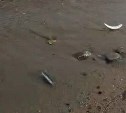 "Первый раз такое вижу": анчоусы выпрыгивали из моря на побережье Сахалина