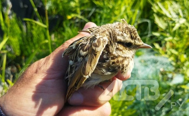 Северокурильчанин спас птенца, запутавшегося в рыболовной сети