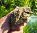 Северокурильчанин спас птенца, запутавшегося в рыболовной сети