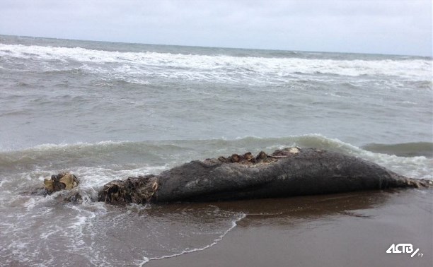 Гнилую тушу морского животного нашли на берегу возле Взморья