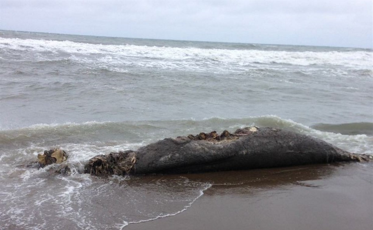 Гнилую тушу морского животного нашли на берегу возле Взморья