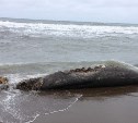 Гнилую тушу морского животного нашли на берегу возле Взморья