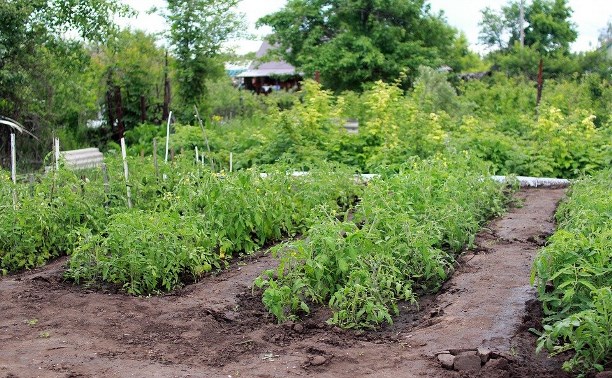 Кому жара в радость: сахалинские дачники собрали за лето 2-3 урожая