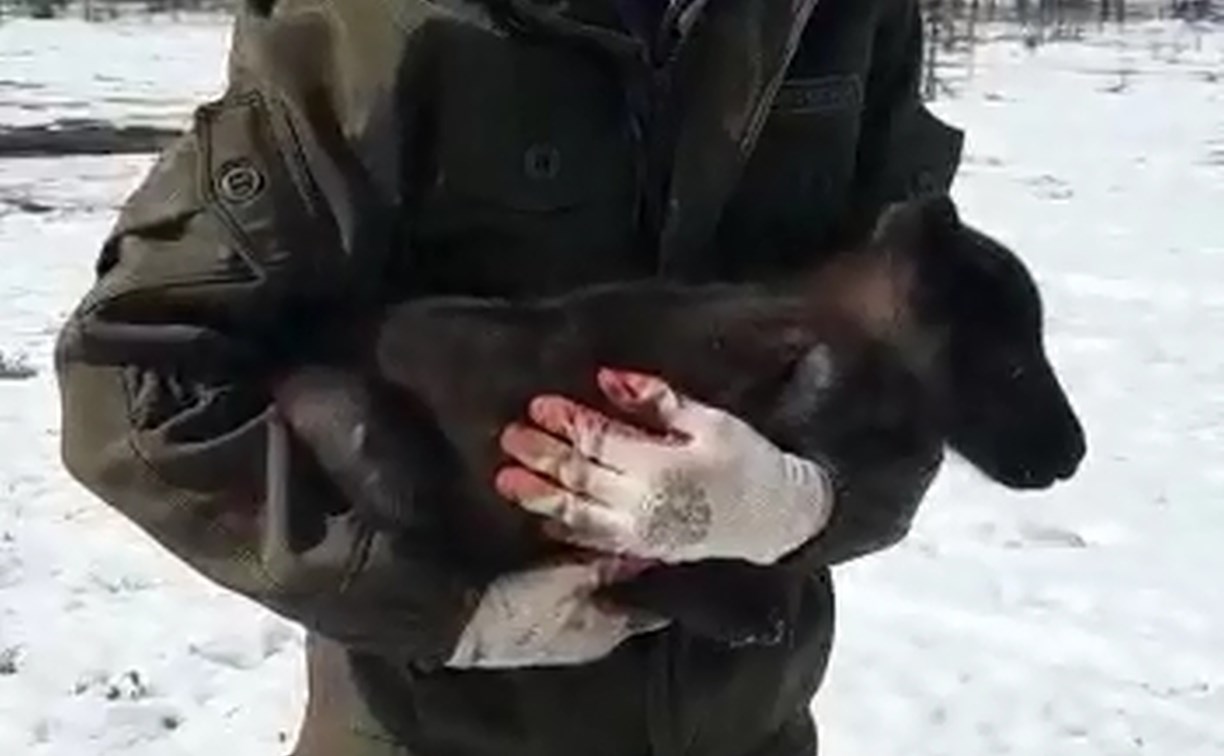 Оленеводы: на севере Сахалина волки окружают домашнее стадо, задавили новорождённого телёнка