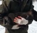 Оленеводы: на севере Сахалина волки окружают домашнее стадо, задавили новорождённого телёнка